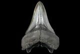 3.51" Fossil Megalodon Tooth - South Carolina - #130733-1